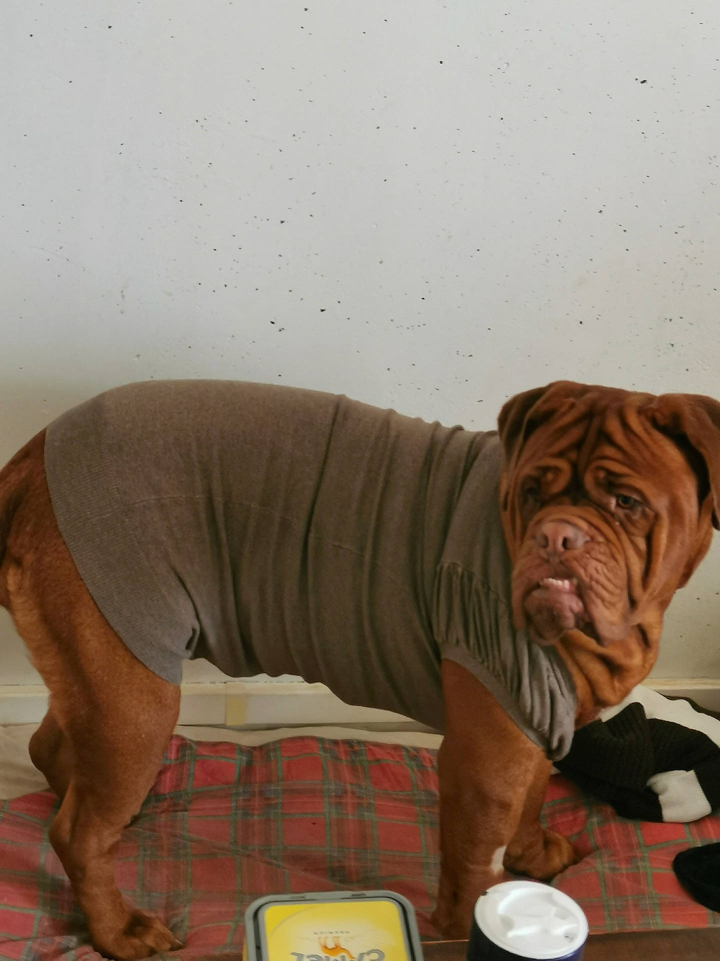 Nanou a rejoint le concours — aidez-le/la à gagner de superbes lots ! art, coffee_cup, comfort, cup, elbow, facial_hair, flesh, human_leg, linens, painting, pattern, plaid, sitting, sleeve, tableware, tartan, tin_can, toy, visual_arts, wrinkle