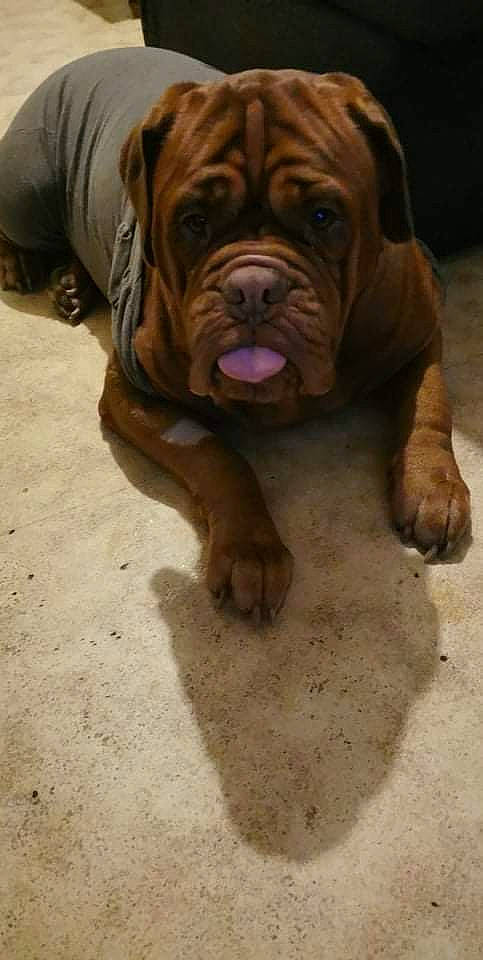 Nanou participe au concours pour gagner de l'argent avec cette photo : ancient_dog_breeds, bulldog, canidae, carnivore, companion_dog, dog, dog_breed, fawn, foot, fur, liver, non_sporting_group, shar_pei, snout, sporting_group, terrestrial_animal, wood, working_animal, working_dog, wrinkle