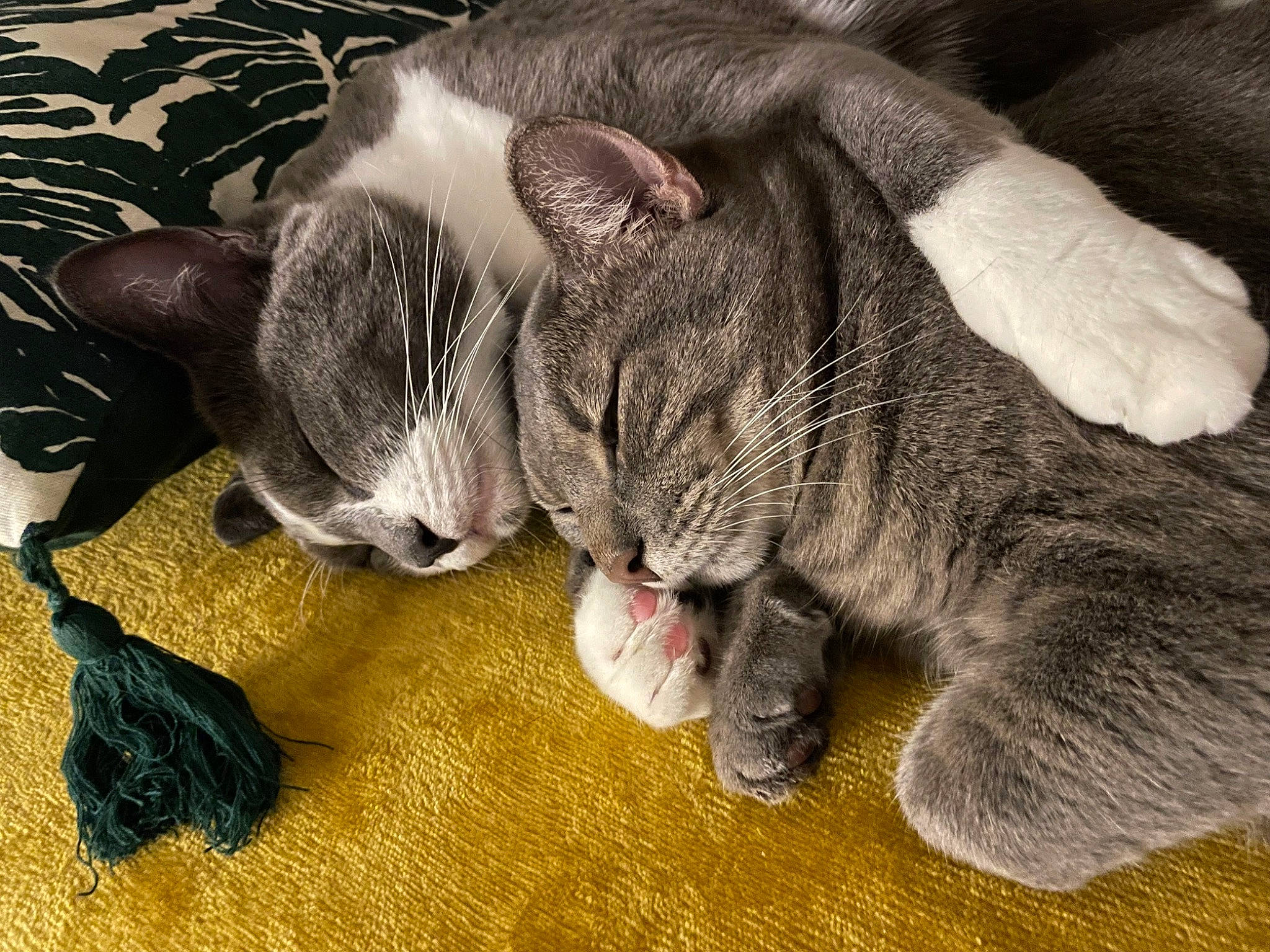 Ripley participe au concours pour gagner de l'argent avec cette photo : carnivore, cat, claw, comfort, domestic_short_haired_cat, ear, fang, felidae, fur, grass, grey, nap, paw, small_to_medium_sized_cats, snout, tail, terrestrial_animal, whiskers