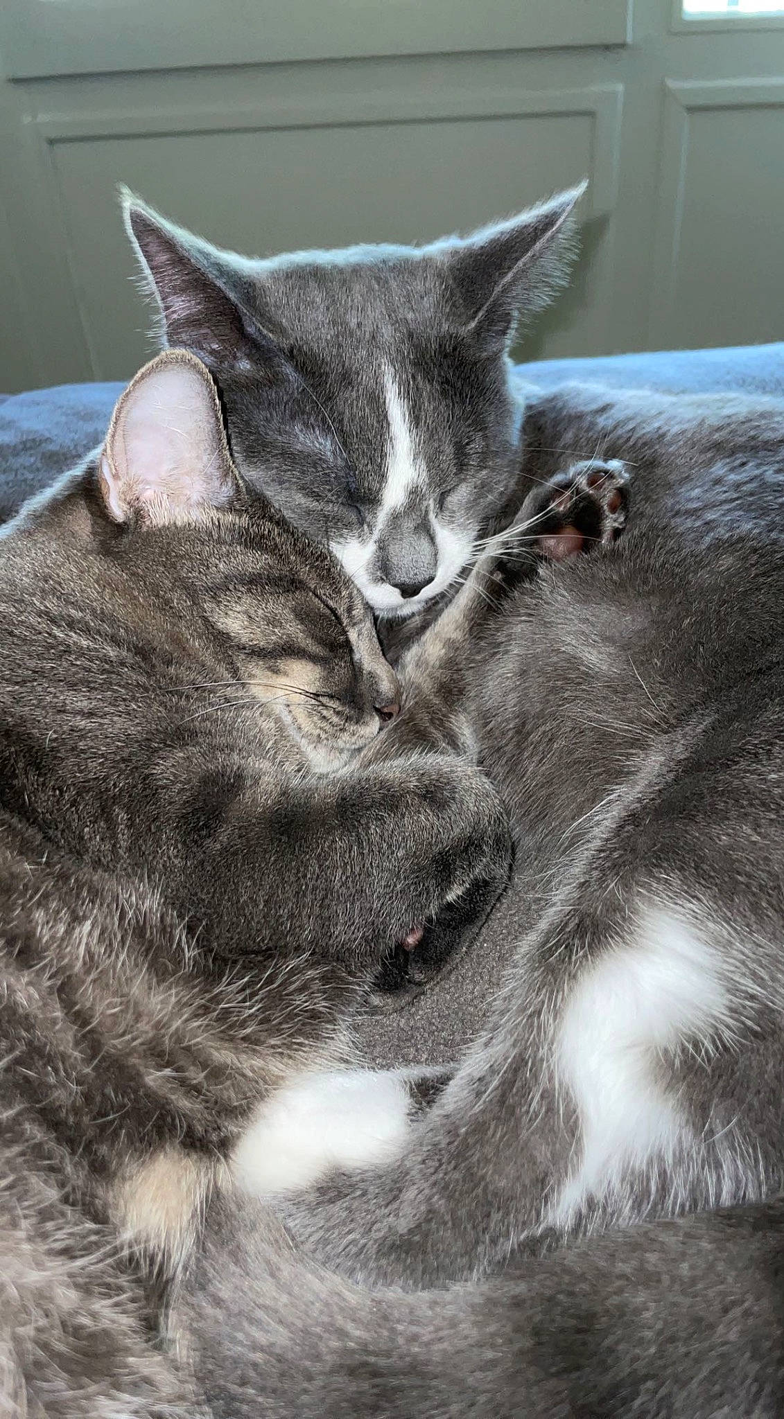 Ripley participe au concours pour gagner de l'argent avec cette photo : carnivore, cat, claw, comfort, domestic_short_haired_cat, eye, felidae, fur, grey, mammal, monochrome, monochrome_photography, nap, paw, small_to_medium_sized_cats, snout, tail, vertebrate, whiskers, window