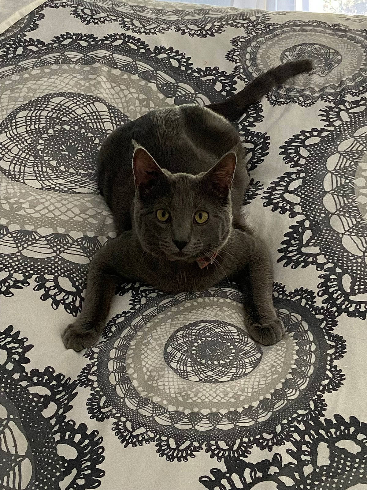 Syrah participe au concours pour gagner de l'argent avec cette photo : art, black, carnivore, cat, circle, creative_arts, fashion_accessory, fawn, felidae, flooring, font, fur, grey, motif, pattern, serveware, small_to_medium_sized_cats, snout, tail, whiskers