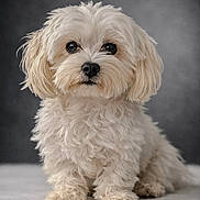 Peps a rejoint le concours — aidez-le/la à gagner de superbes lots ! dog, puppy, white_fur, fluffy, cute, pet, animal, portrait, studio, indoor, small_dog, sitting, fur, eyes, nose, adorable, mammal, companion, cute_pet, closeup