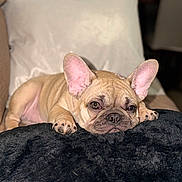 Bella joined the competition — help win amazing prizes! blanket, close_up, collar, couch, cute, dog, domestic, ears, face, french_bulldog, fur, indoor, nose, paws, pet, pillow, portrait, puppy, relaxed, sleepy