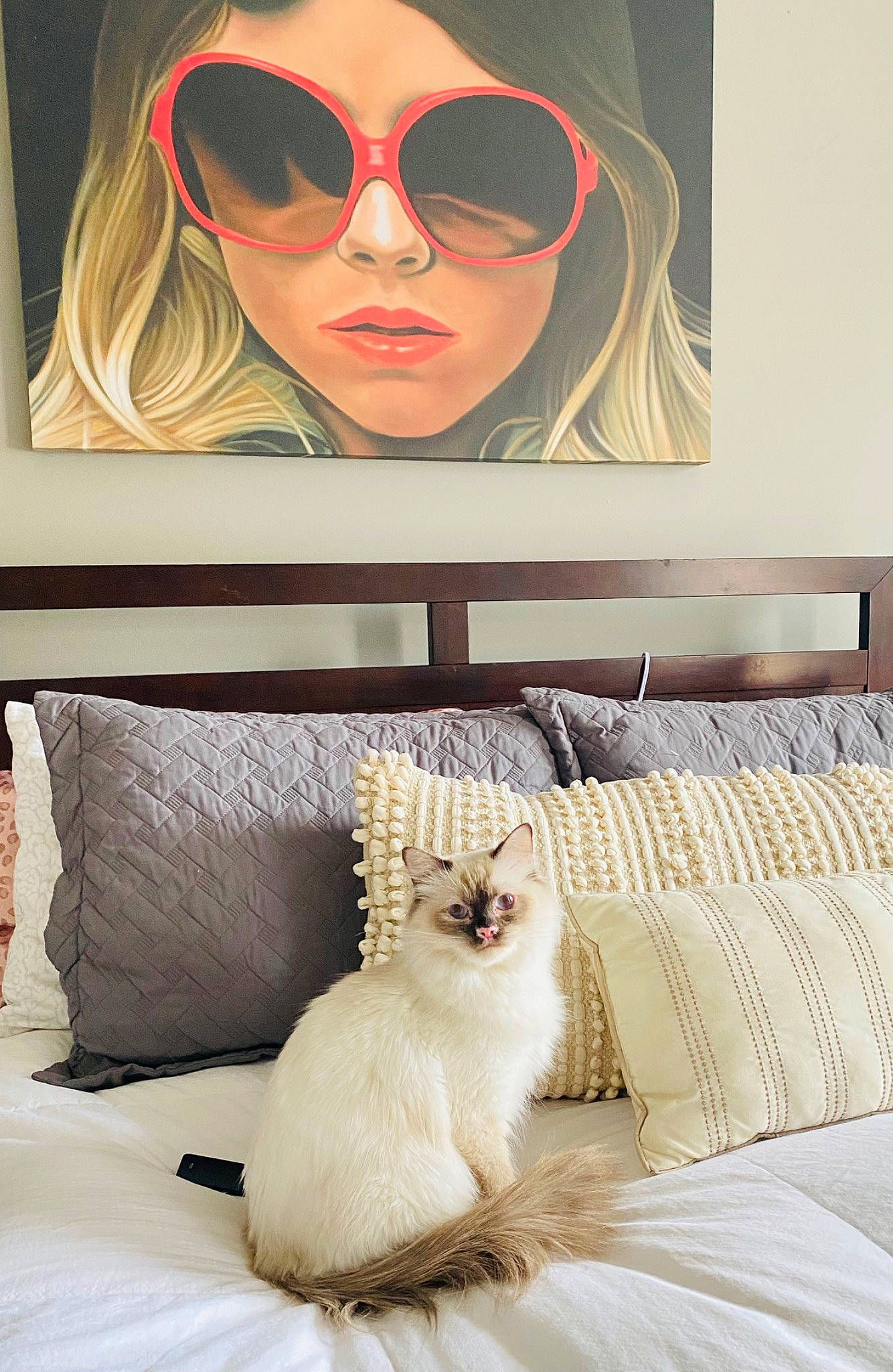 Dior joined the competition — help win amazing prizes! art, carnivore, cat, comfort, eye_glass_accessory, eyelash, eyewear, fawn, felidae, flooring, glasses, goggles, interior_design, small_to_medium_sized_cats, sunglasses, textile, vision_care, whiskers, white, wood