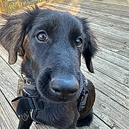 Lady is registered to the contest to win money with this photo: dog, puppy, black_dog, pet, animal, canine, closeup, outdoor, wooden_deck, harness, sunlight, curious, fur, nose, ears, young, sitting, nature, daylight, portrait