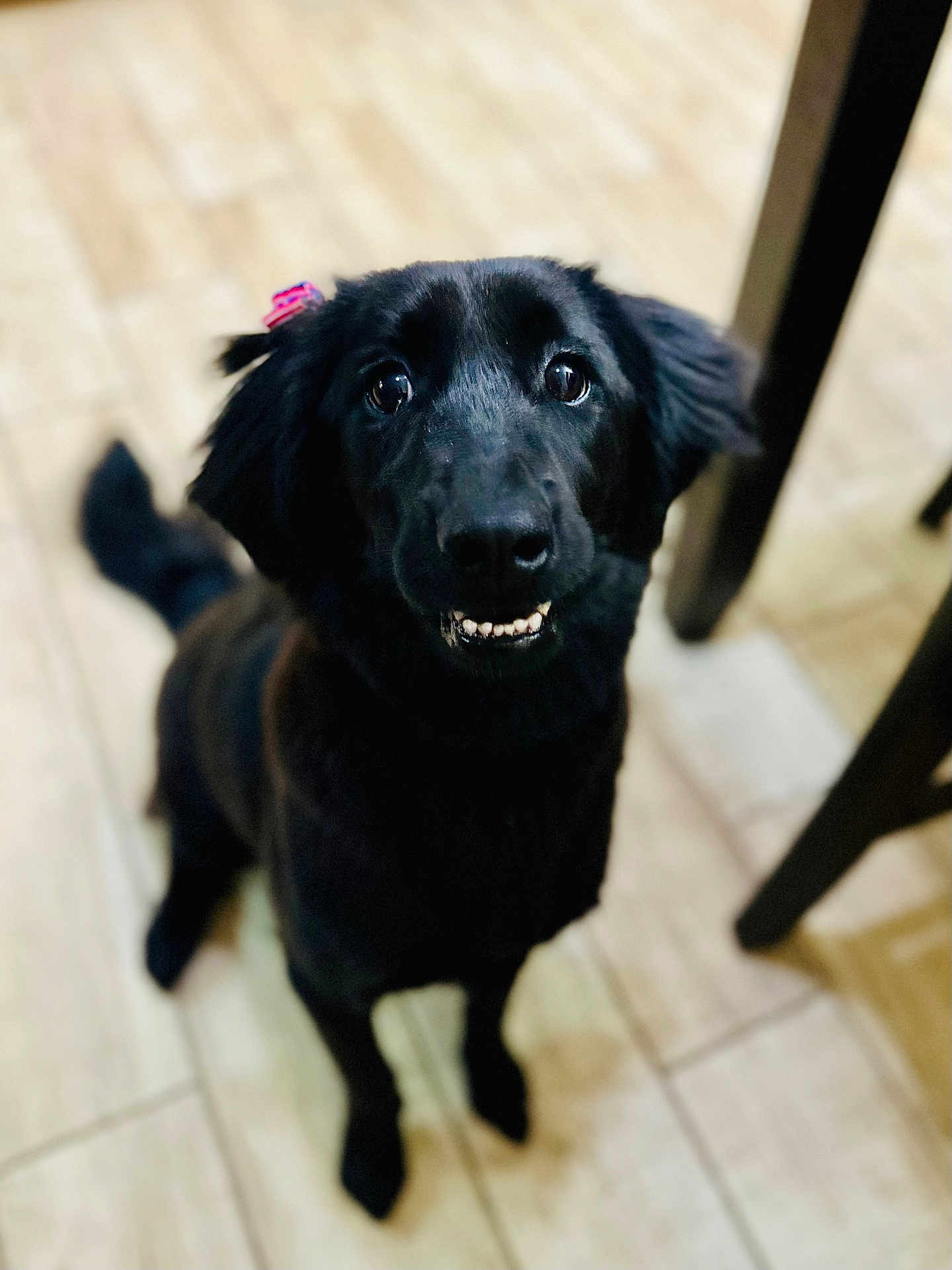 Lady