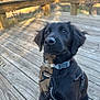 dog, black_dog, puppy, pet, collar, harness, wooden_deck, outdoor, sunlight, nature, animal, canine, looking_up, fur, ears, sitting, daylight, trees, background, cute