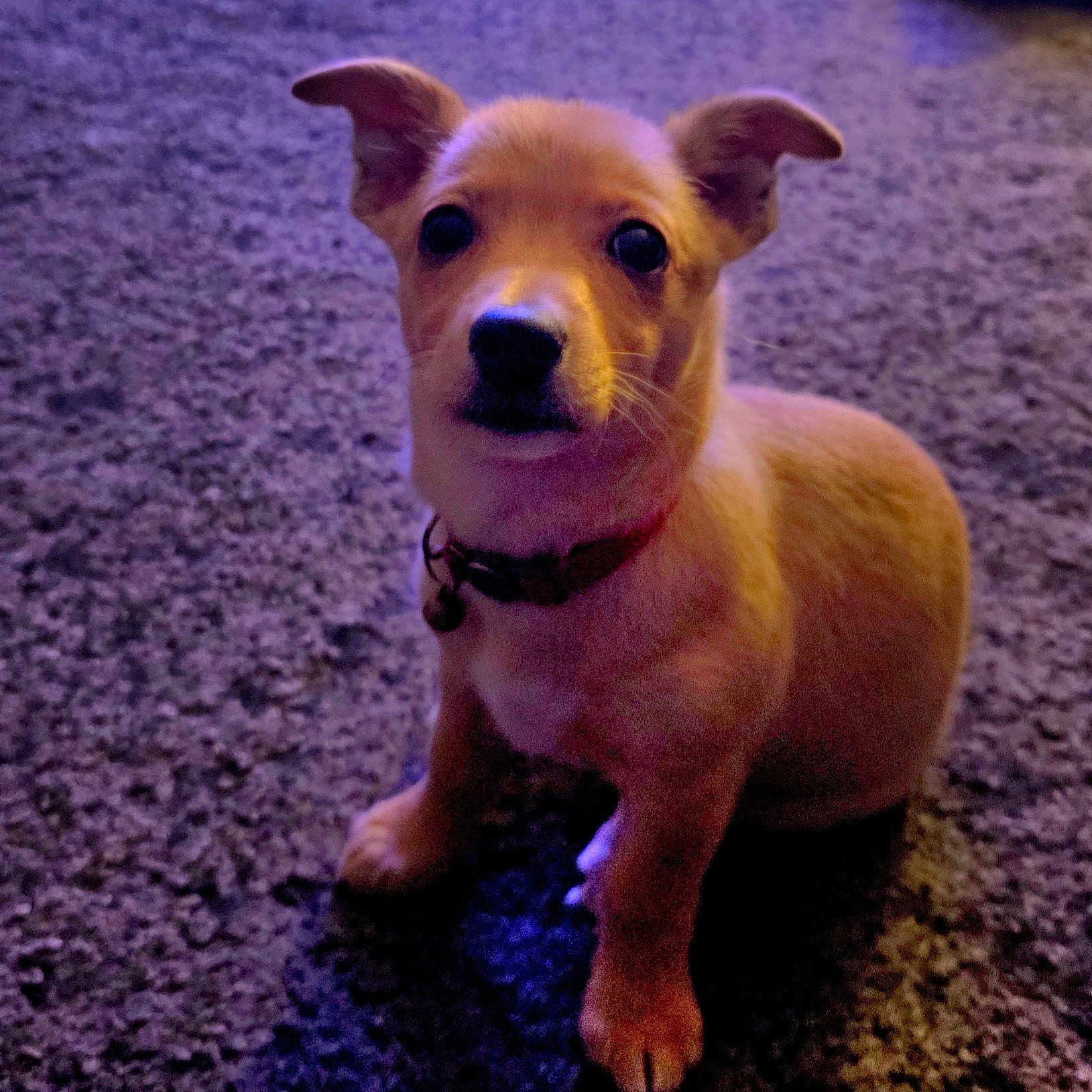 Coco joined the competition — help win amazing prizes! animal, brown_dog, carpet, collar, companion, cute, dog, domestic_animal, ears, eyes, fur, indoor, paw, pet, portrait, puppy, sitting, small_dog, snout, young_dog