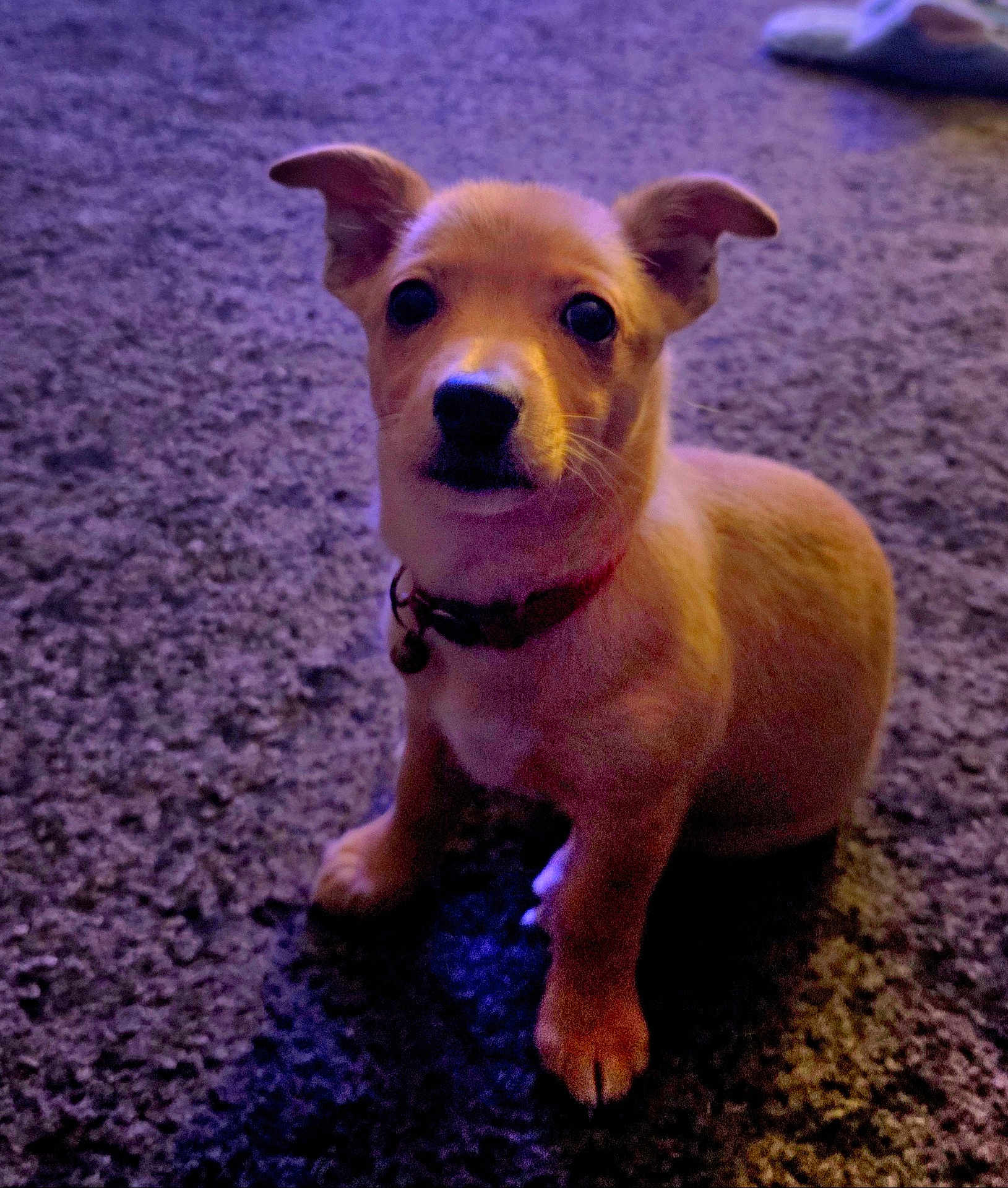 Coco joined the competition — help win amazing prizes! puppy, dog, pet, animal, indoor, carpet, small_dog, brown_dog, cute, young_dog, collar, sitting, fur, ears, eyes, snout, paw, companion, domestic_animal, portrait