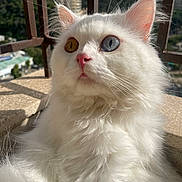 Snowy Dior joined the competition — help win amazing prizes! cat, white_cat, heterochromia, blue_eye, golden_eye, fluffy_fur, pet, animal, outdoor, balcony, sunlight, whiskers, close_up, portrait, nature, feline, curious, soft_fur, ears, nose
