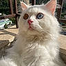 cat, white_cat, heterochromia, blue_eye, golden_eye, fluffy_fur, pet, animal, outdoor, balcony, sunlight, whiskers, close_up, portrait, nature, feline, curious, soft_fur, ears, nose