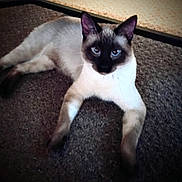 Moonshine is registered to the contest to win money with this photo: siamese_cat, cat, pet, animal, feline, blue_eyes, lying_down, carpet, indoor, whiskers, ears, fur, relaxed, domestic_animal, looking_at_camera, four_legs, tail, muzzle, cute, resting