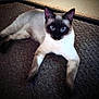 siamese_cat, cat, pet, animal, feline, blue_eyes, lying_down, carpet, indoor, whiskers, ears, fur, relaxed, domestic_animal, looking_at_camera, four_legs, tail, muzzle, cute, resting
