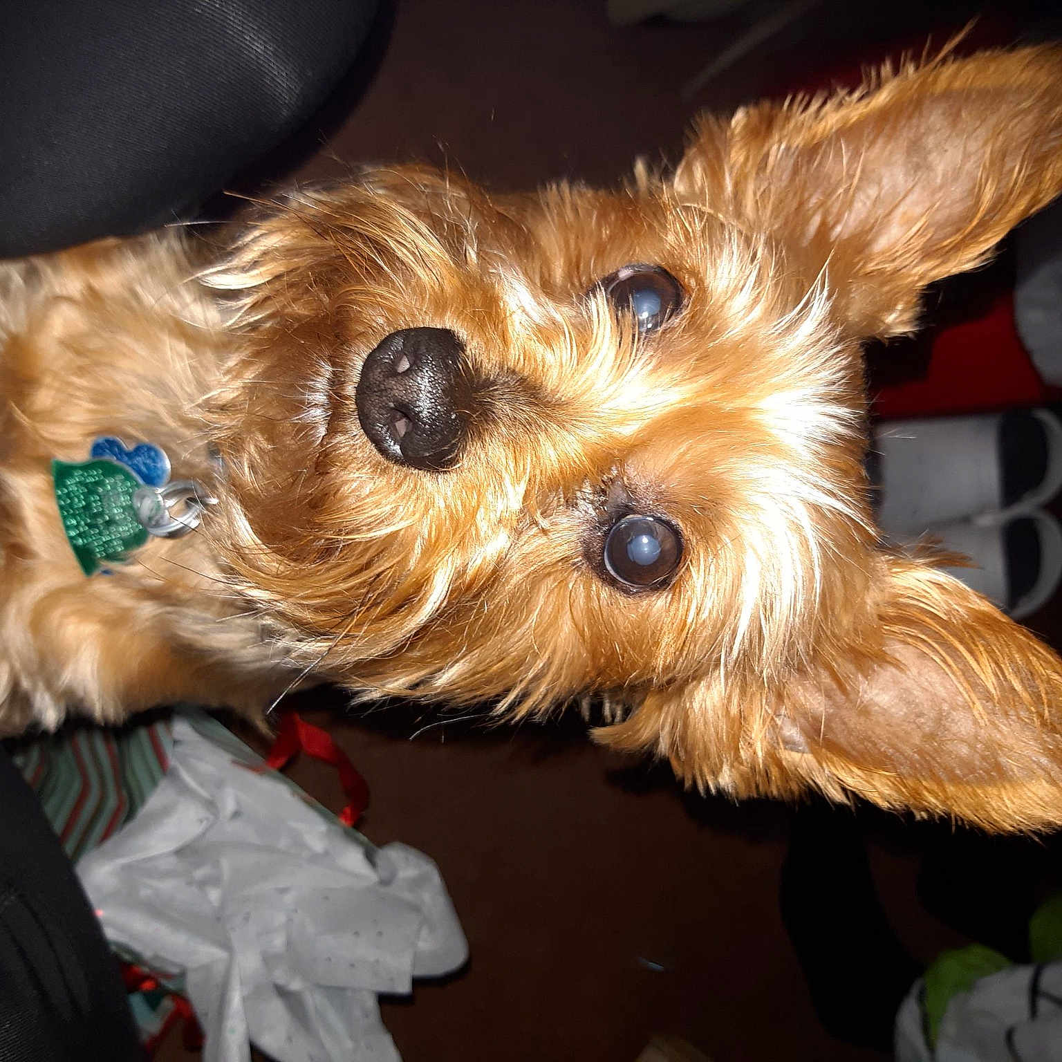 Bugzy