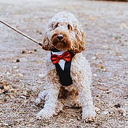 Sully joined the competition — help win amazing prizes! animal, autumn, bow_tie, brown, curly_fur, cute, cute_pet, dog, dog_harness, fall_leaves, fluffy, ground, leash, nature, outdoor, pet, portrait, sitting, small_dog, tuxedo_style