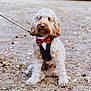 animal, autumn, bow_tie, brown, curly_fur, cute, cute_pet, dog, dog_harness, fall_leaves, fluffy, ground, leash, nature, outdoor, pet, portrait, sitting, small_dog, tuxedo_style