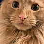Twix is registered to the contest to win money with this photo: cat, orange_cat, fluffy, close_up, whiskers, fur, pink_nose, animal, pet, cute, curious_eyes, indoor, mammal, portrait, feline, soft, domestic_cat, whiskers_visible, alert, nose