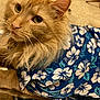 Twix joined the competition — help win amazing prizes! cat, ginger_cat, fluffy_fur, blue_shirt, hawaiian_pattern, white_flowers, carpet, mirror, reflection, pet, indoor, curious, close_up, feline, whiskers, paws, relaxed, soft_light, domestic_animal, portrait