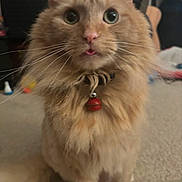 Twix joined the competition — help win amazing prizes! cat, orange_cat, fluffy, pet, collar, bell, tongue_out, indoor, carpet, wide_eyes, whiskers, feline, cute, animal, mammal, domestic, sitting, closeup, curious, fur