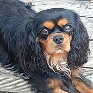 Thaïs participe au concours pour gagner de l'argent avec cette photo : dog, black_and_tan, long_ears, wavy_fur, pet, outdoor, wooden_deck, lying_down, animal, canine, fur, portrait, looking_at_camera, ears, face, paw, nose, close_up, companion, relaxed