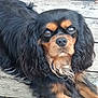 dog, black_and_tan, long_ears, wavy_fur, pet, outdoor, wooden_deck, lying_down, animal, canine, fur, portrait, looking_at_camera, ears, face, paw, nose, close_up, companion, relaxed