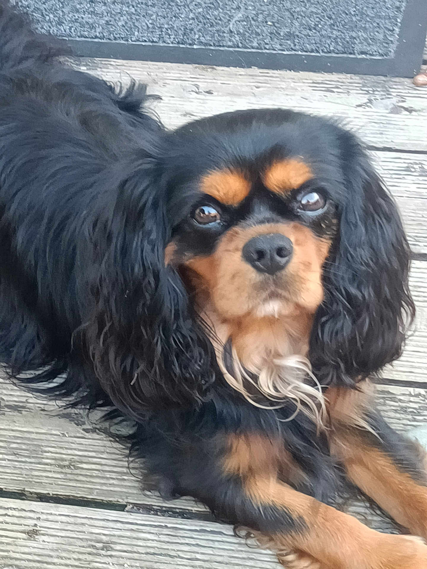 Thaïs participe au concours pour gagner de l'argent avec cette photo : dog, black_and_tan, long_ears, wavy_fur, pet, outdoor, wooden_deck, lying_down, animal, canine, fur, portrait, looking_at_camera, ears, face, paw, nose, close_up, companion, relaxed