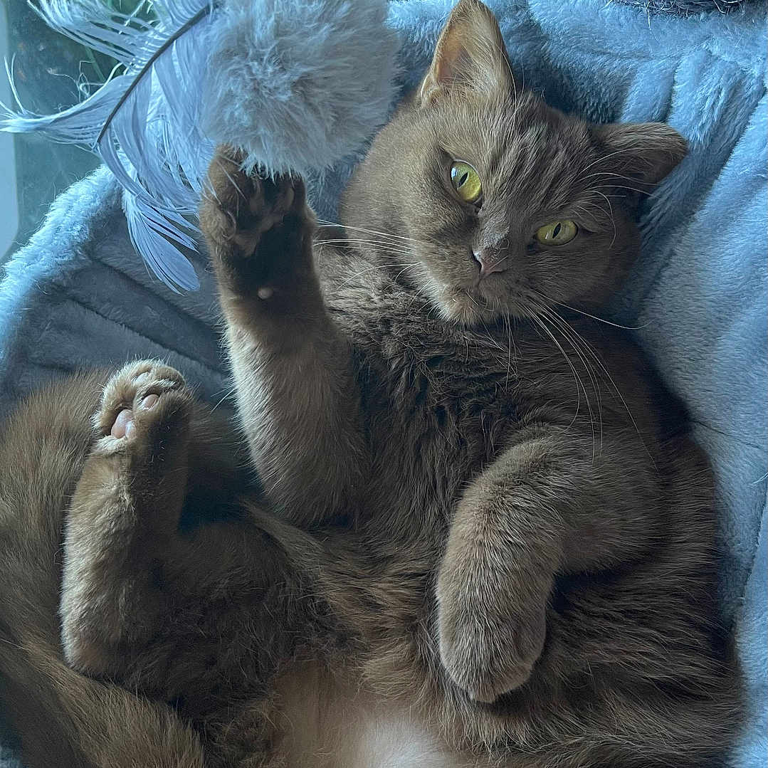 Mouflette a rejoint le concours — aidez-le/la à gagner de superbes lots ! abyssinian, animal, bed, cat, chair, couch, cushion, face, furniture, head, homedecor, indoors, kitten, linen, manx, person, pet, photography, portrait, sleeping