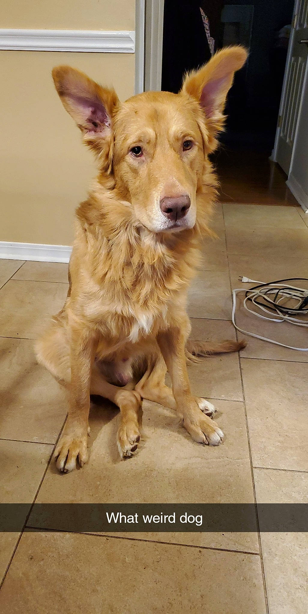 Deaf Dawg joined the competition — help win amazing prizes! canidae, carnivore, companion_dog, dog, dog_breed, fawn, flooring, fur, hardwood, liver, snout, sporting_group, terrestrial_animal, tile_flooring, whiskers, wood, working_dog