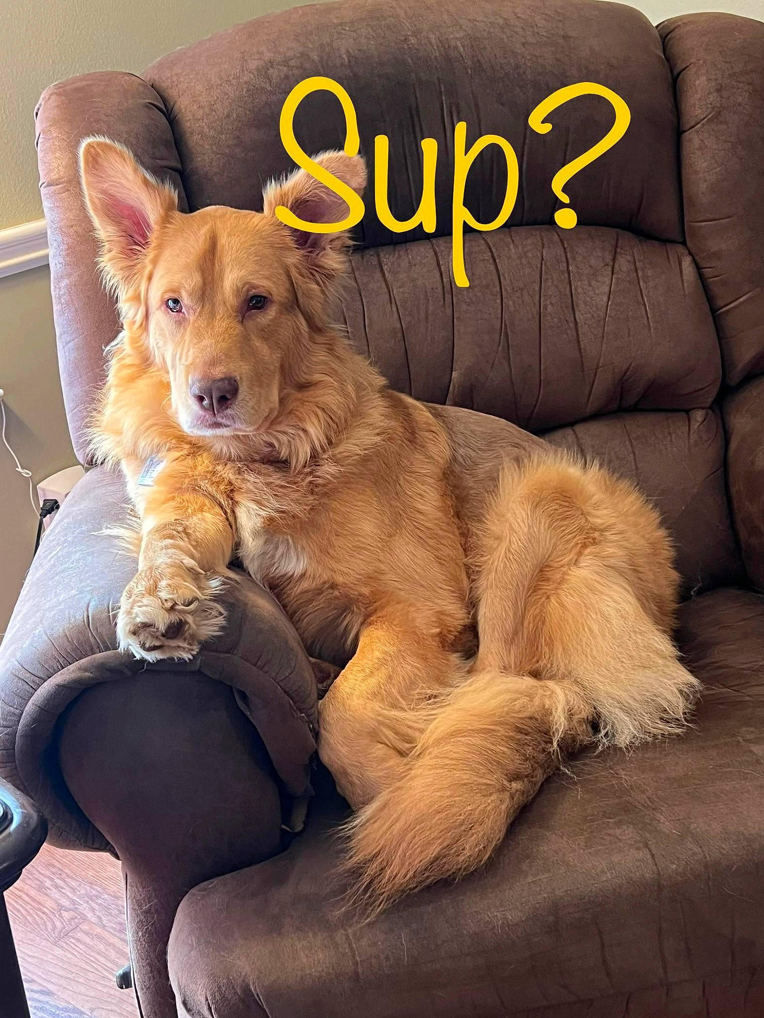 Deaf Dawg joined the competition — help win amazing prizes! canidae, carnivore, comfort, companion_dog, dog, dog_breed, fawn, fur, furniture, human_leg, paw, photo_caption, snout, sporting_group, tail, terrestrial_animal, thigh, toy, whiskers, working_animal