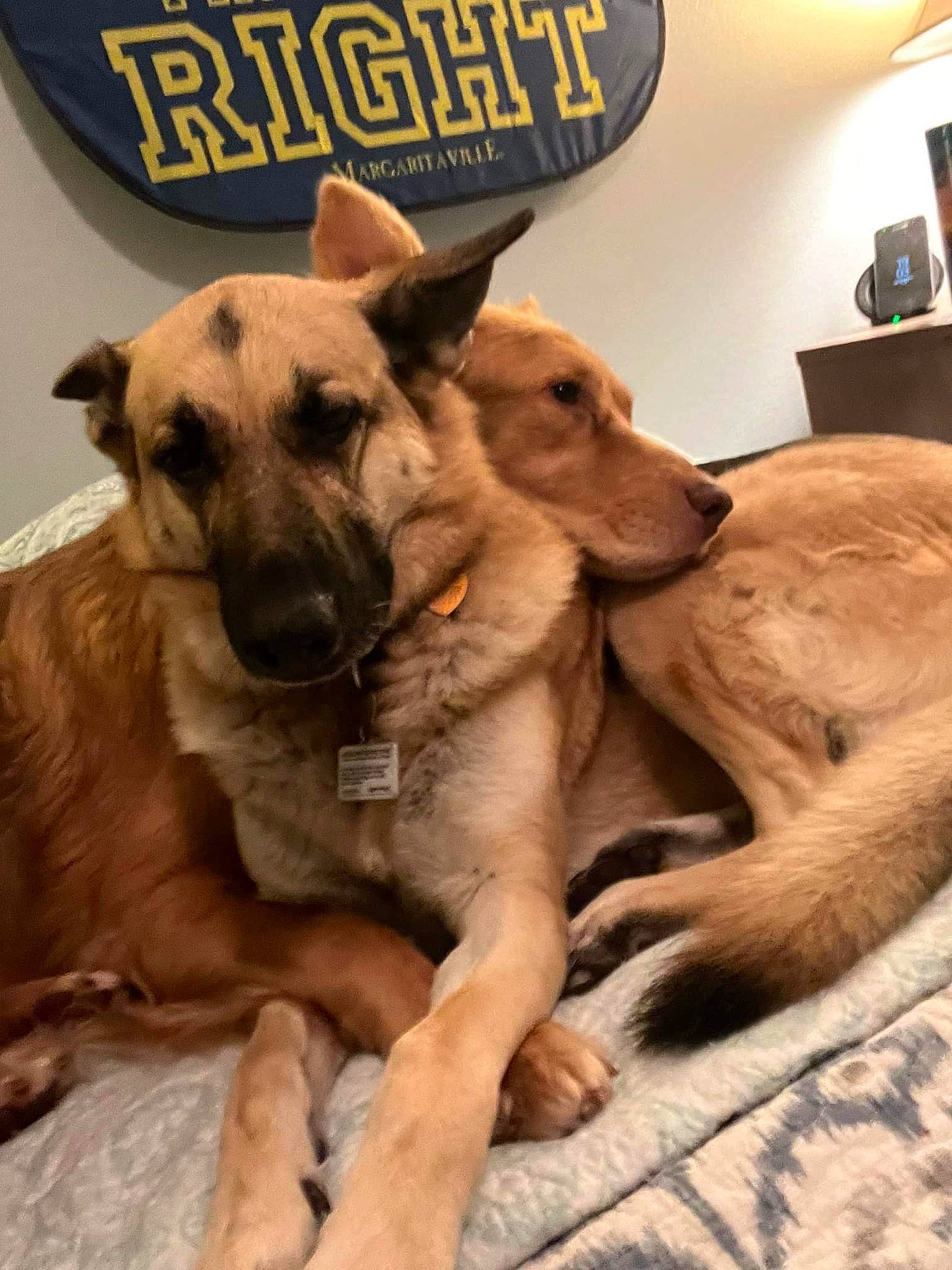 Deaf Dawg is registered to the contest to win money with this photo: ancient_dog_breeds, canidae, carnivore, companion_dog, dog, dog_breed, dog_supply, fawn, guard_dog, hunting_dog, logo, paw, picture_frame, sighthound, snout, sporting_group, street_dog, terrestrial_animal, working_animal, working_dog