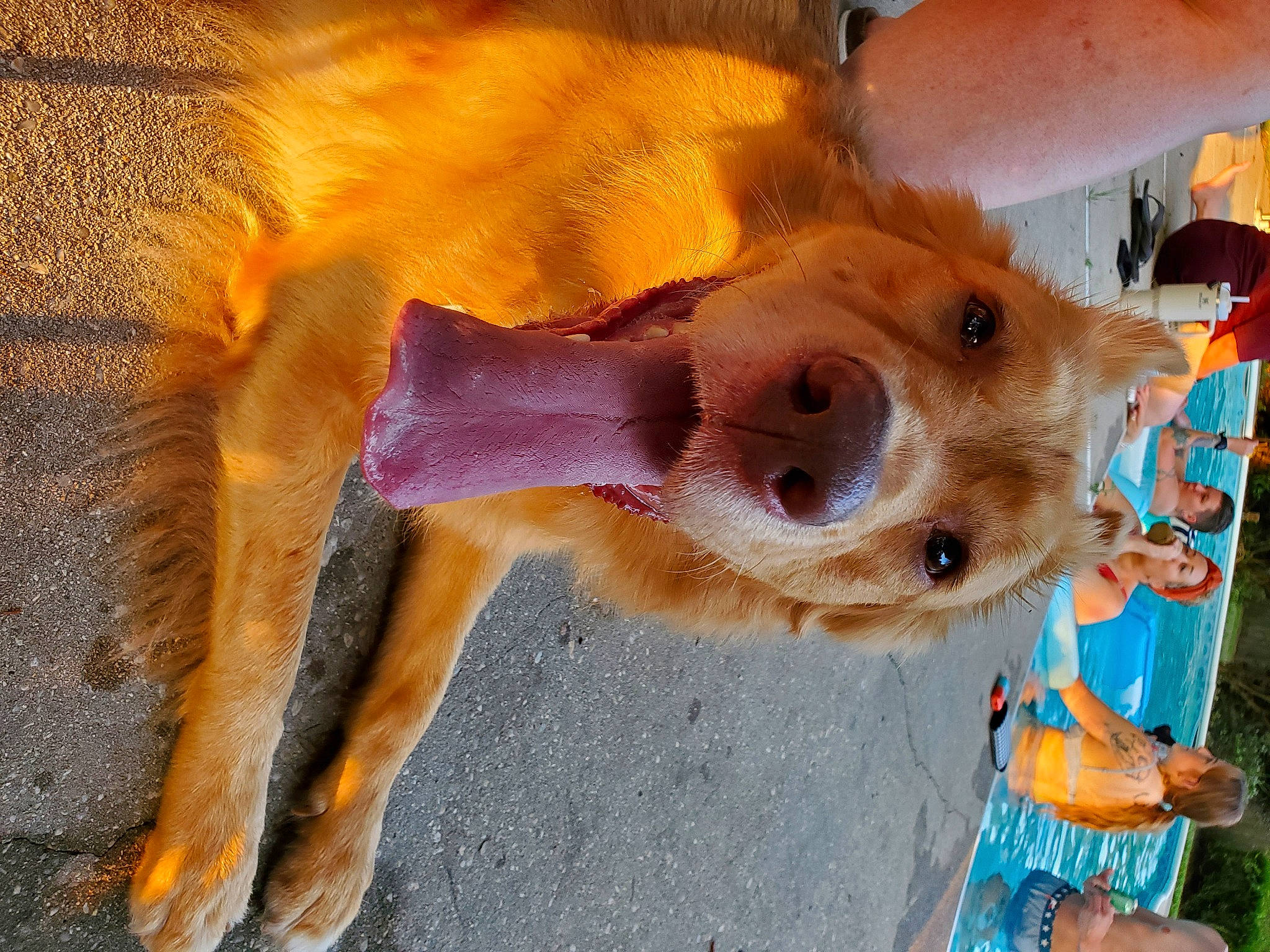 Deaf Dawg is registered to the contest to win money with this photo: canidae, carnivore, collar, companion_dog, dog, dog_breed, dog_clothes, dog_collar, dog_supply, fashion_accessory, fawn, fur, hat, leash, non_sporting_group, paw, pet_supply, sporting_group, whiskers, working_animal