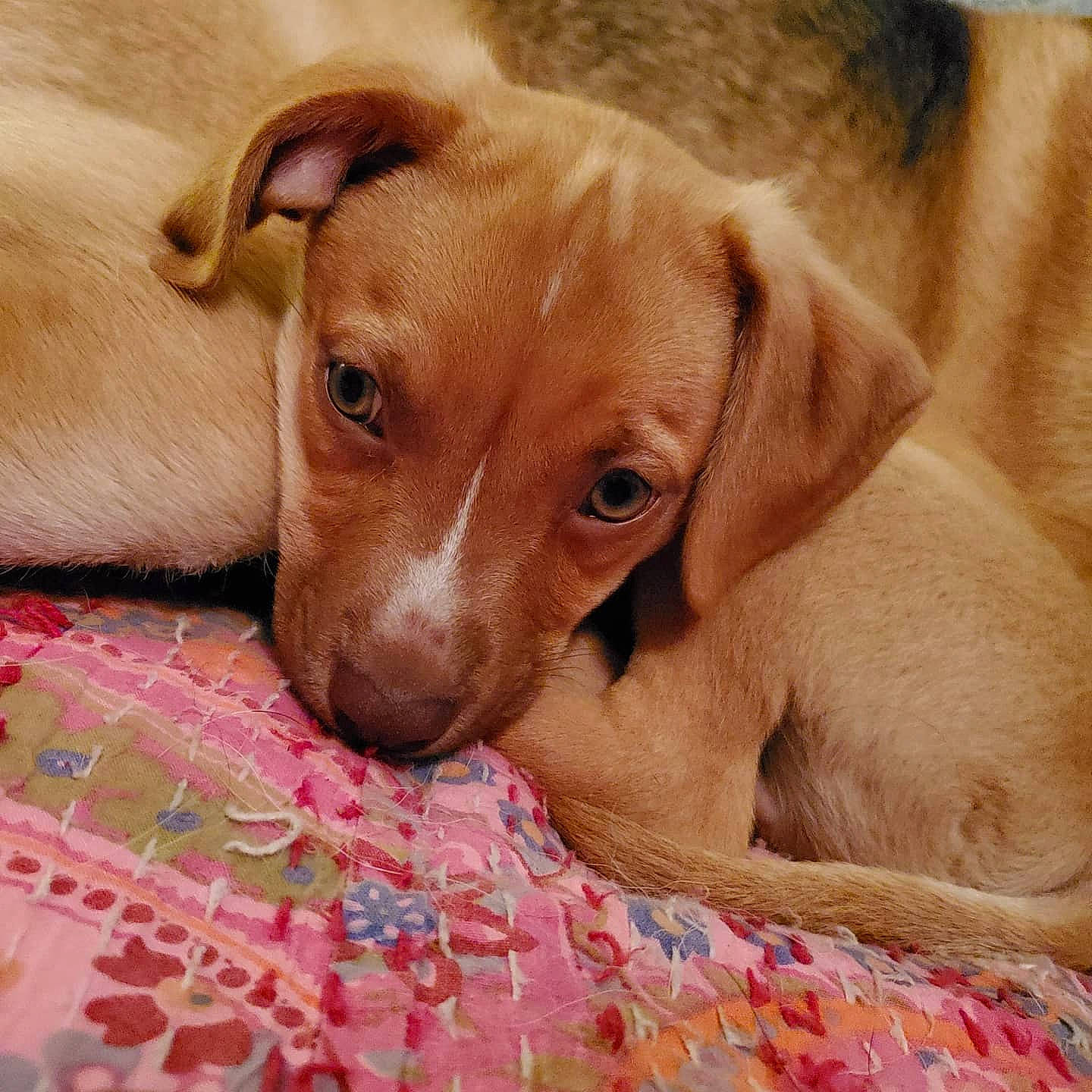 Brody joined the competition — help win amazing prizes! canidae, carnivore, comfort, companion_dog, dog, dog_breed, ear, fawn, gun_dog, hardwood, hunting_dog, linens, liver, pet_supply, snout, sporting_group, terrestrial_animal, whiskers, wood, working_animal