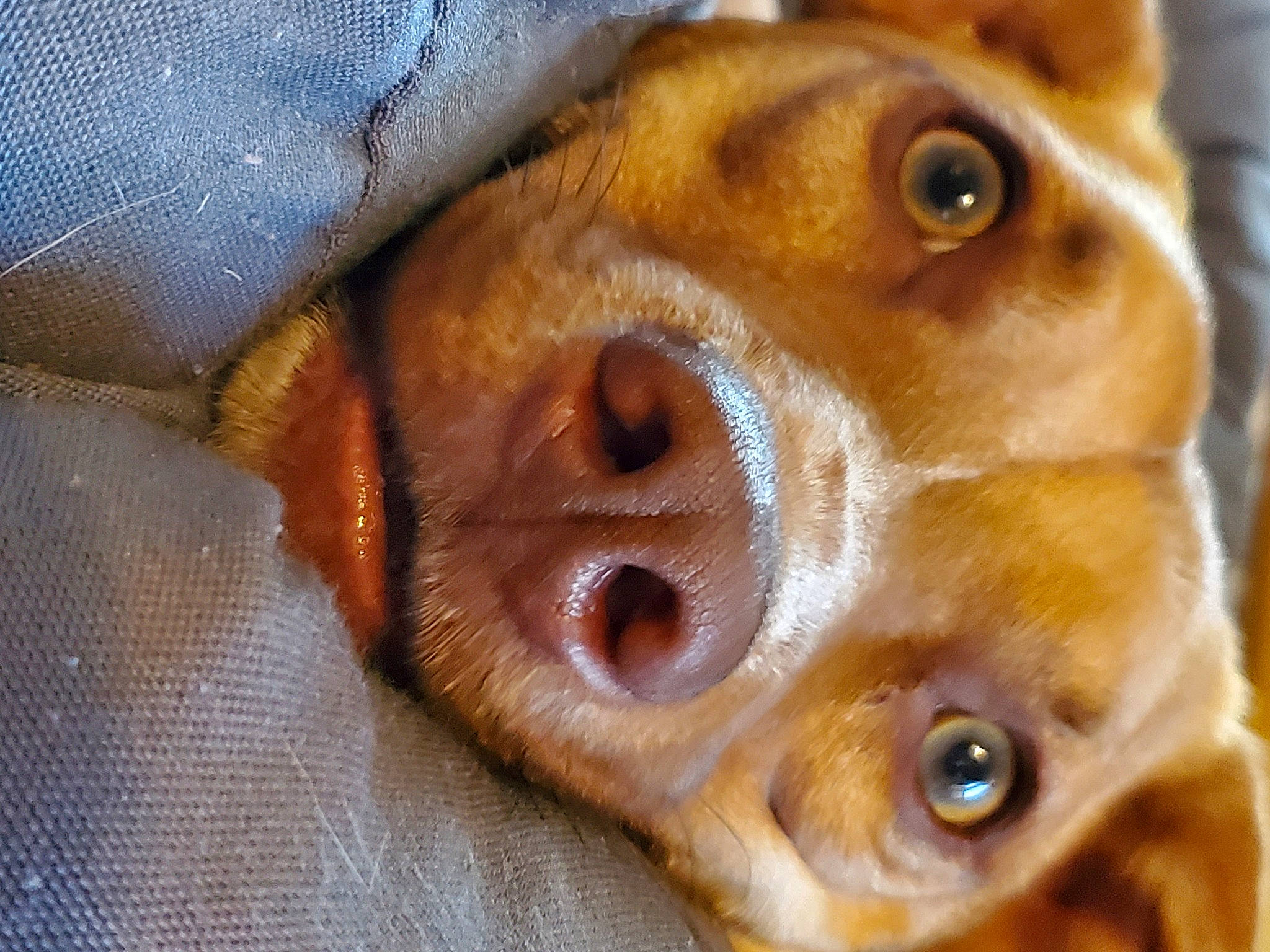 Brody is registered to the contest to win money with this photo: canidae, carnivore, close_up, companion_dog, dog, dog_breed, ear, eye, eyelash, fawn, fur, head, iris, liver, nose, snout, sporting_group, terrestrial_animal, whiskers, working_animal