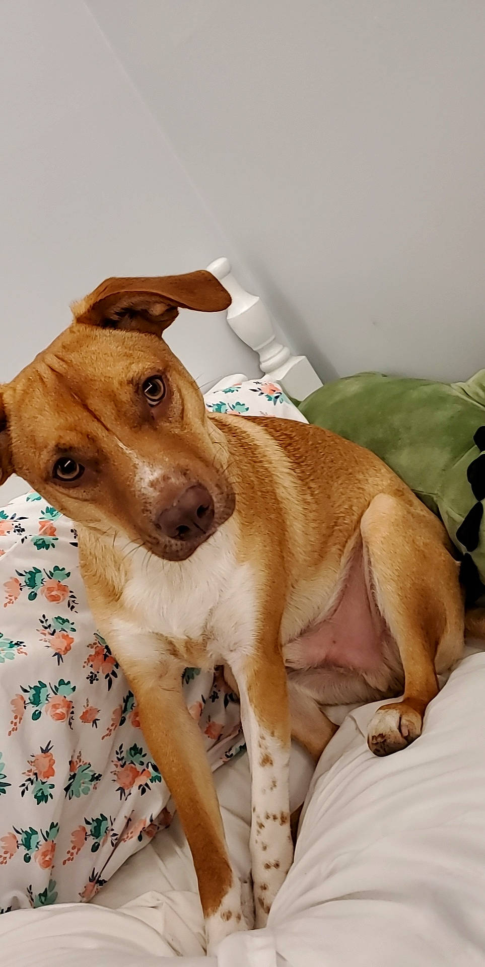 Brody joined the competition — help win amazing prizes! canidae, carnivore, collar, comfort, companion_dog, couch, dog, dog_breed, dog_supply, ear, fawn, fur, irishjacks, linens, liver, pet_supply, snout, sporting_group, whiskers, working_animal