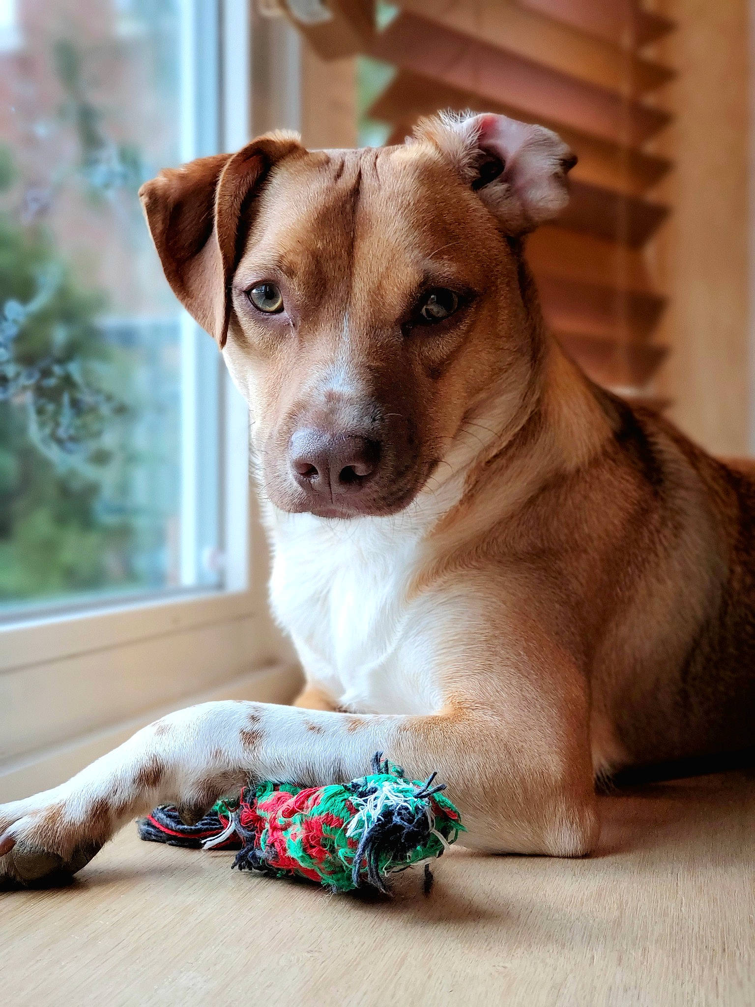 Brody is registered to the contest to win money with this photo: ancient_dog_breeds, carnivore, collar, comfort, companion_dog, dog, dog_breed, dog_collar, fawn, fur, irishjacks, linens, pattern, pet_supply, plant, snout, toy_dog, whiskers, window, working_animal
