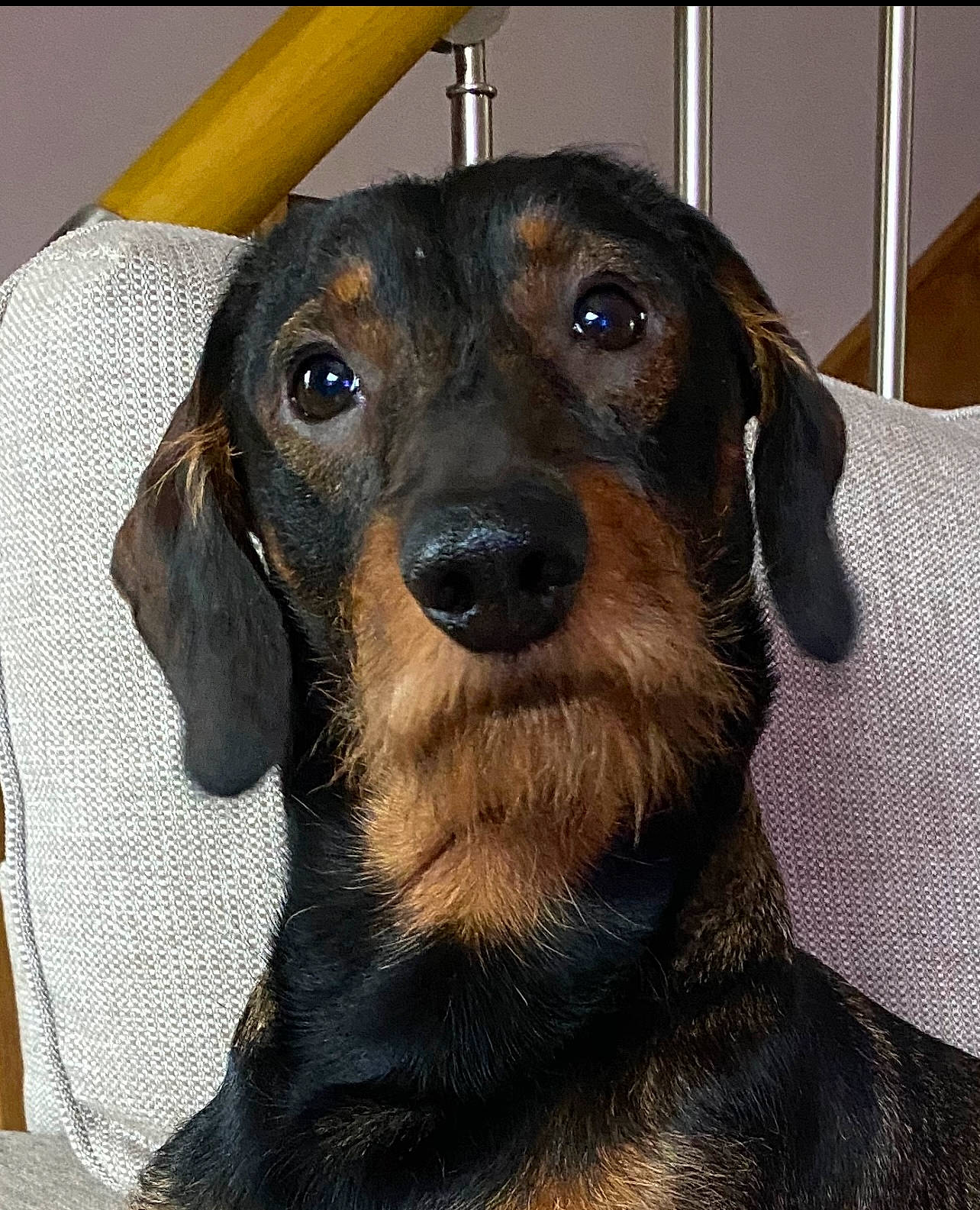 Dudley joined the competition — help win amazing prizes! canidae, carnivore, collar, companion_dog, dog, dog_breed, dog_supply, ear, eye, fawn, fur, head, iris, liver, pet_supply, smile, snout, sporting_group, whiskers, working_animal