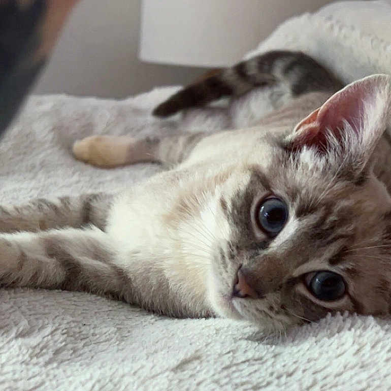Mochi is registered to the contest to win money with this photo: animal, blanket, blue_eyes, cat, closeup, cozy, curious, cute, domestic_animal, ears, feline, fur, indoor, lying_down, pet, relaxed, resting, soft_texture, tabby, whiskers