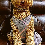 Bambi joined the competition — help win amazing prizes! dog, curly_hair, plaid_outfit, bow, leather_couch, pet_clothing, indoor, portrait, sitting, furry, cute, animal, fashion, brown, cozy, domestic_animal, accessory, comfortable, looking_at_camera, well_groomed