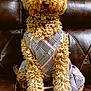 dog, curly_hair, plaid_outfit, bow, leather_couch, pet_clothing, indoor, portrait, sitting, furry, cute, animal, fashion, brown, cozy, domestic_animal, accessory, comfortable, looking_at_camera, well_groomed
