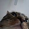 Jasper is registered to the contest to win money with this photo: cat, close_up, feline, fur, whiskers, nose, eye, ear, tabby, brown_fur, gray_fur, pink_nose, indoor, ceiling, ceiling_fan, portrait, blurry, low_angle, animal, curious