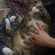 Jasper joined the competition — help win amazing prizes! cat, tabby_cat, pet, animal, sleeping, relaxed, lying_down, belly_rub, white_paws, white_chest, whiskers, closed_eyes, indoor, blanket, bed, cozy, tattooed_hand, human_hand, close_up, cute