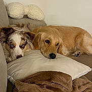 Milo joined the competition — help win amazing prizes! dog, golden_retriever, australian_shepherd, couch, pillow, blanket, indoor, resting, relaxed, fur, pet, companions, cozy, brown, white, blue_eyes, snuggling, home, furniture, sleepy