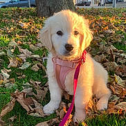 Vicky a rejoint le concours — aidez-le/la à gagner de superbes lots ! accessories, animal, canine, car, dog, goldenretriever, grass, leaf, leash, neighborhood, person, pet, plant, puppy, strap, transportation, tree, vegetation, vehicle, whitedog