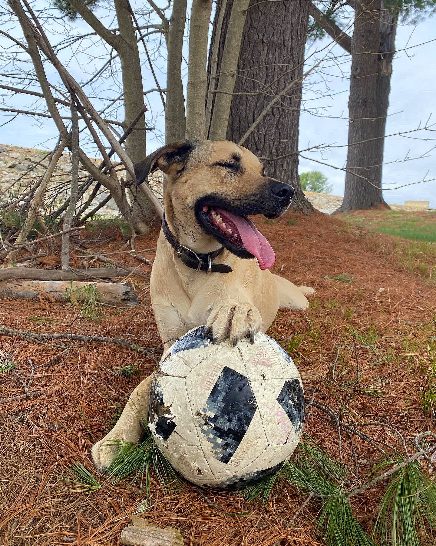 Amaru joined the competition — help win amazing prizes! ball, canidae, carnivore, collar, companion_dog, dog, dog_breed, dog_supply, fawn, football, grass, plant, sky, soccer, soccer_ball, sporting_group, sports_equipment, sports_toy, tree, wood