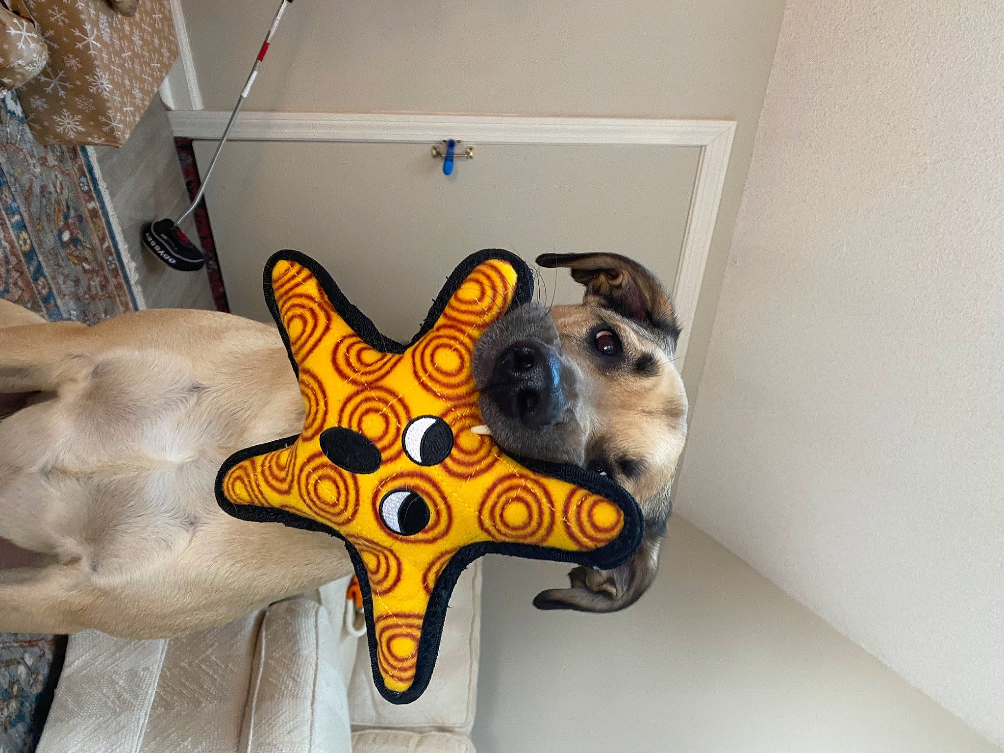 Amaru is registered to the contest to win money with this photo: art, artifact, auto_part, bone, carnivore, ceiling, circle, cross, fashion_accessory, fawn, font, giraffidae, metal, religious_item, skull, snout, star, symbol, visual_arts, working_animal