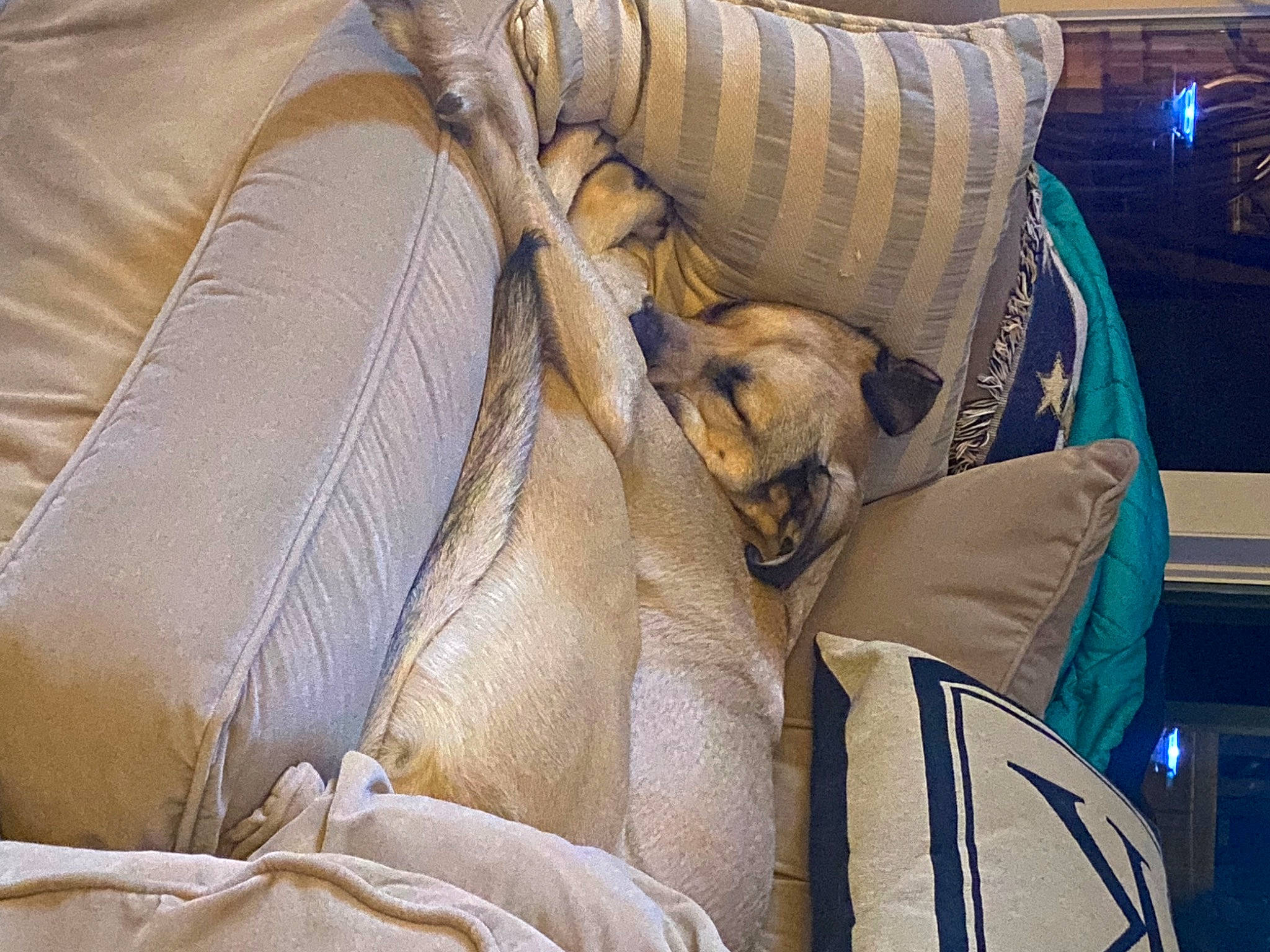 Amaru is registered to the contest to win money with this photo: bag, canidae, car_seat, car_seat_cover, carnivore, comfort, companion_dog, couch, dog, dog_breed, fawn, felidae, fur, linens, snout, sporting_group, textile, throw_pillow, whiskers, working_animal