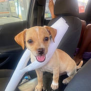 Butters joined the competition — help win amazing prizes! puppy, dog, car_interior, seat, foam, chewing, pet, animal, cute, playful, young_dog, window, person, legs, casual, daylight, happy, brown_dog, small_dog, car_seat