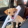 puppy, dog, car_interior, seat, foam, chewing, pet, animal, cute, playful, young_dog, window, person, legs, casual, daylight, happy, brown_dog, small_dog, car_seat