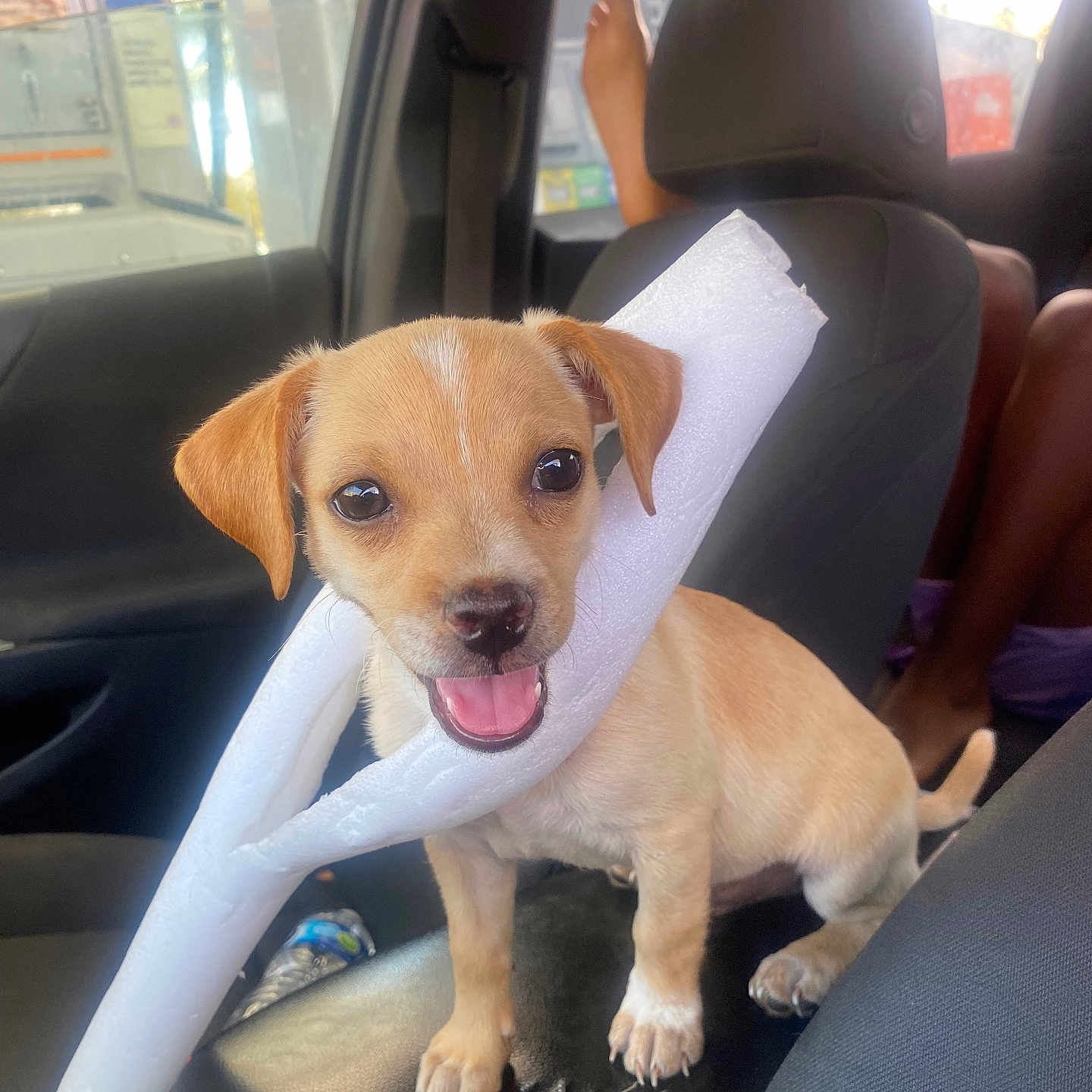 Butters joined the competition — help win amazing prizes! puppy, dog, car_interior, seat, foam, chewing, pet, animal, cute, playful, young_dog, window, person, legs, casual, daylight, happy, brown_dog, small_dog, car_seat