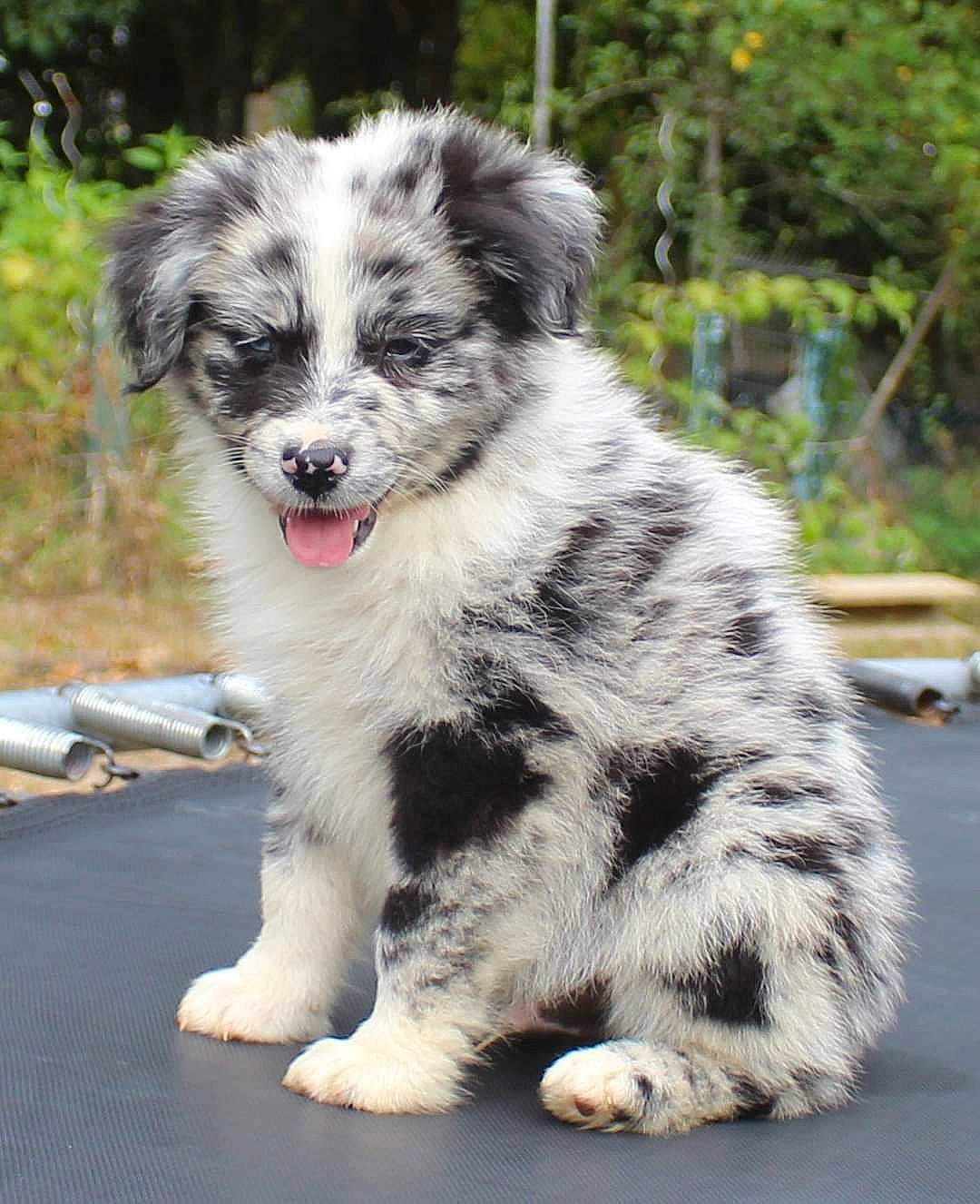 Typhon a rejoint le concours — aidez-le/la à gagner de superbes lots ! ancient_dog_breeds, australian_collie, australian_shepherd, canidae, carnivore, companion_dog, dog, dog_breed, fur, herding_dog, plant, snout, sporting_group, terrestrial_animal, tree, working_animal, working_dog